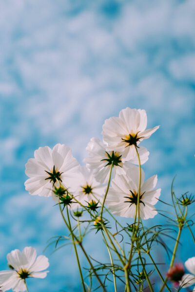 Mink mingle 96 JD67agng E unsplash